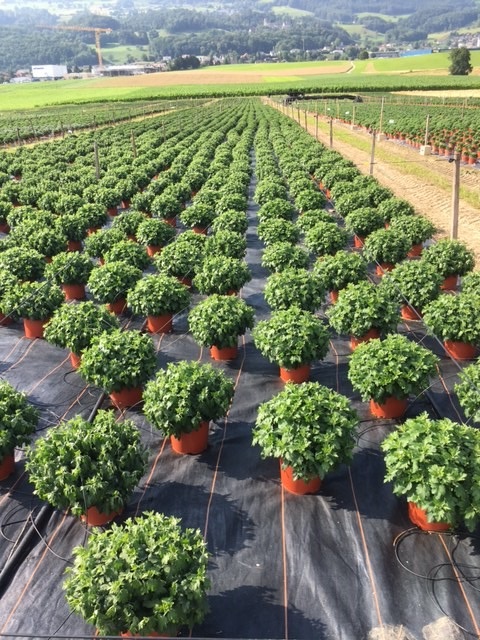 Chrysanthemenproduktion Freiland Wiedlisbach